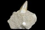 Eocene Otodus Shark Tooth Fossil in Rock - Huge Tooth! #171291-1